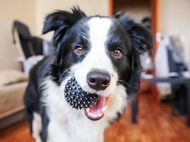 Eight of the best products to treat your new dog