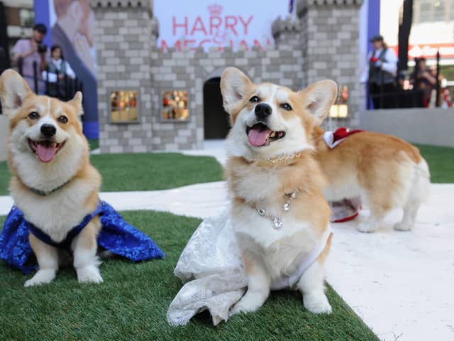 Corgi sales soar following Queen Elizabeth’s death