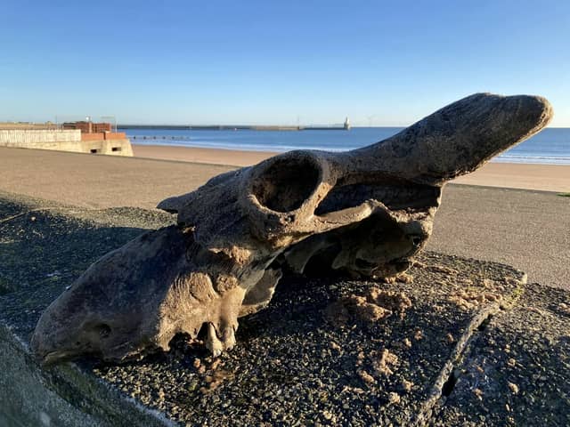 The auroch skull that Dannielle Keys found on Blyth Beach.  A walker has discovered an 'almost complete' skull of an ancestor to today's domesticated cows on the town's beach