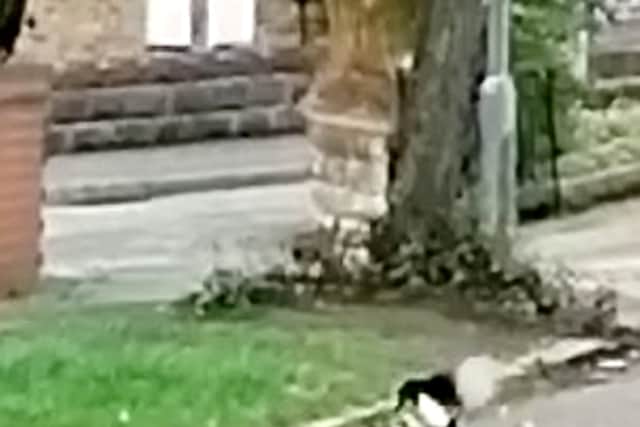 This is the moment a 'brave' brown rat took on two magpies in a Stoke-on-Trent street battle