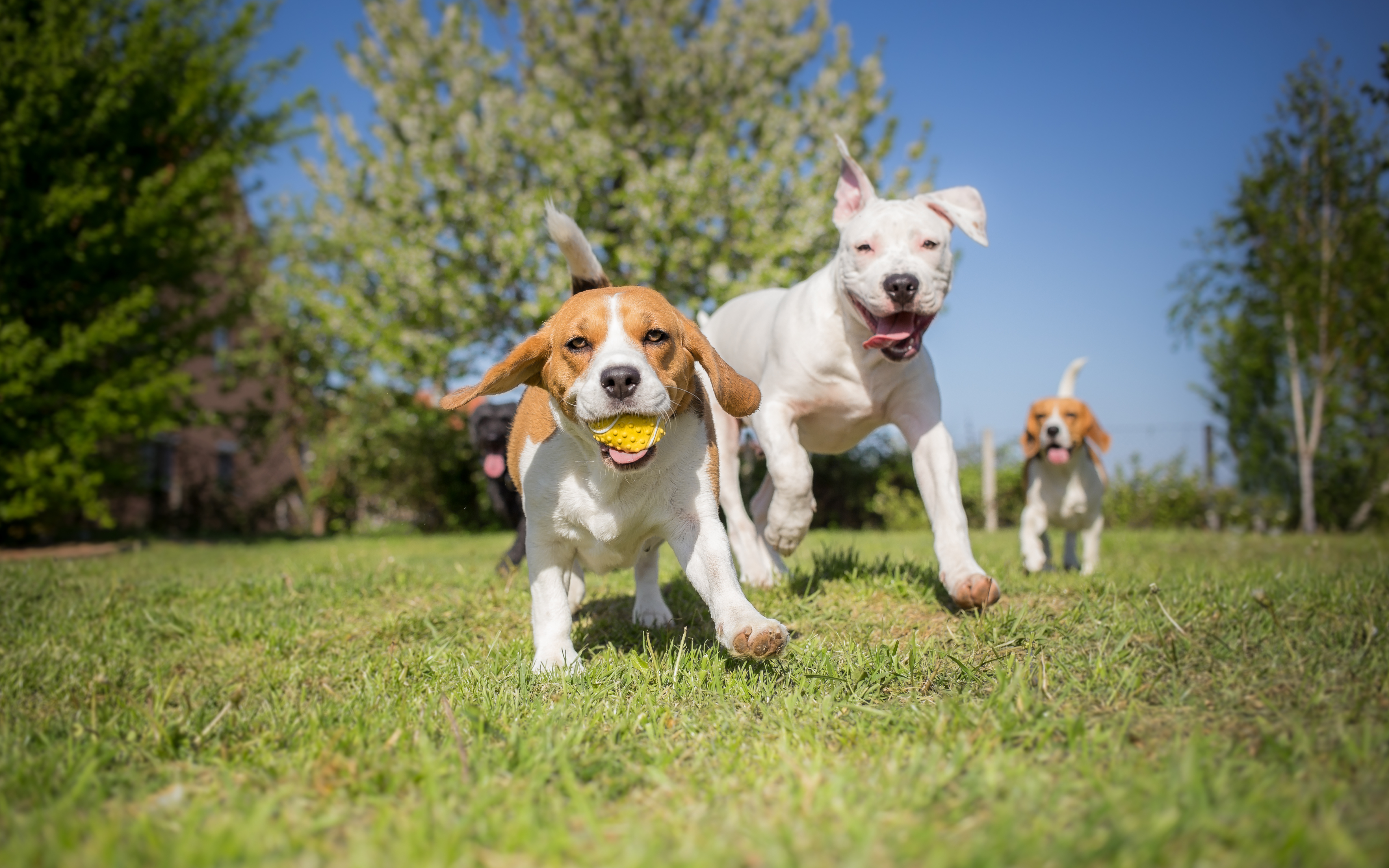 Take dog personality quiz to learn what makes your pet tick