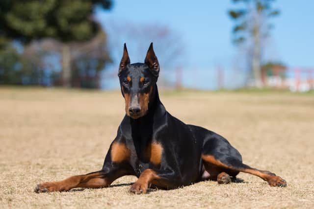 Take dog personality quiz to learn what makes your pet tick