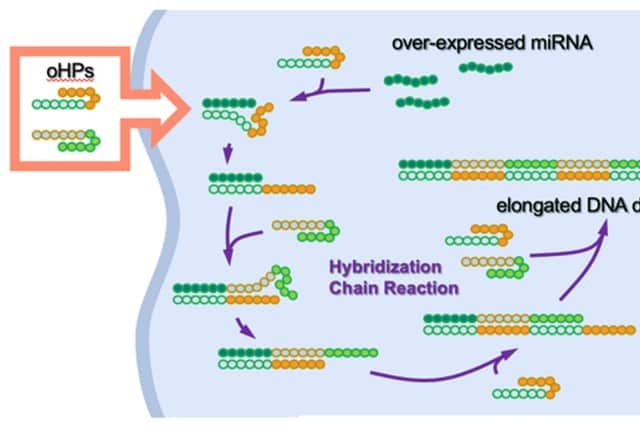 Graphic of oncolytic DNA hairpin pairs (oHPs) being are introduced to the cancer cell. When the oHPs encounter the tumour-causing overexpressed microRNA (miRNA), they unravel to connect with the miRNA and each other to form longer DNA strands. These elongated strands then trigger an immune response, the bodys built-in defence mechanism, which inhibits further tumour growth.