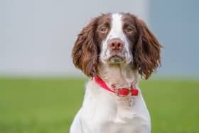 English Springer Spaniel 