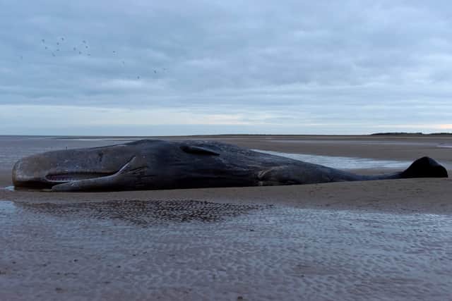 A marine life charity received calls about a stranded sperm whale (not pictured) on a beach at Cleethorpes at around noon on Good Friday. 