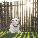 A dog owner has been fined £750 for allowing their dog to poo in their own garden