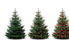 Eco-friendly ways to dispose of your Christmas tree (photo: Shutterstock)