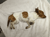 RSPCA has launched an appeal to find the owner of a dog that was found in an emaciated condition on wasteland and later died.
