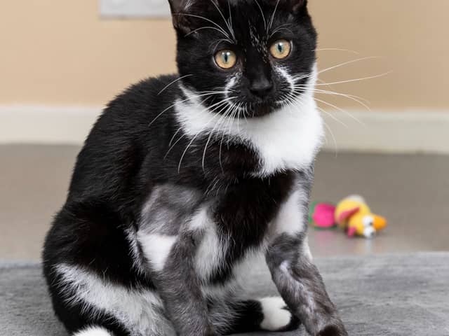 A four-month-old kitten is believed to have been thrown out with household rubbish with his legs ‘deliberately broken’.