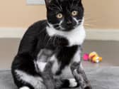 A four-month-old kitten is believed to have been thrown out with household rubbish with his legs ‘deliberately broken’.