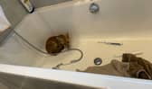 The resident returned home to find the young animal curled up in the tub. 