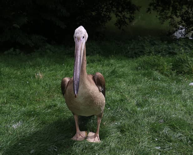 An Eastern white pelican chick