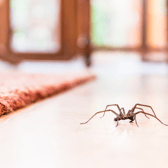 Thousands of creepy-crawlies are set to invade UK homes as spider mating season begins in September. 