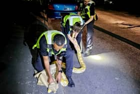 Cops received a call from a member of the public that a 12 foot yellow python was slithering on Harwood Street, West Bromwich.  