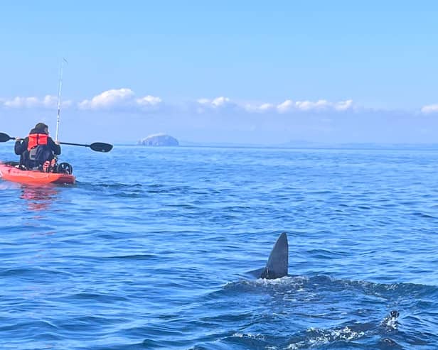 Ally Connell, 38, was only a mile from shore on a fishing trip when he saw a massive shark fin poking out of the water.