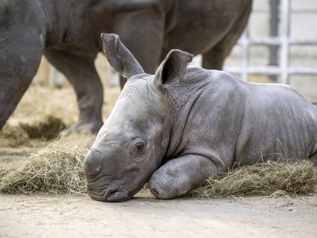 Baby southern white rhino Malaika with 15-year-old mum, Keyah, at West Midlands Safari Park