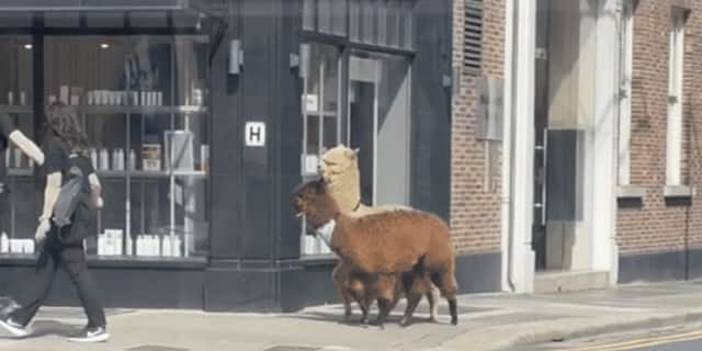 Alpacas spotted taking a stroll down city centre street.