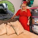 Rae Boxley, 51, has been trapped in her home by badgers but the council won't help because they are a protected specie