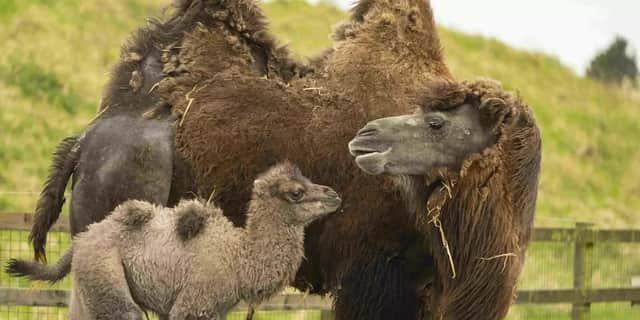 Baby camel Sally trots around her paddock.