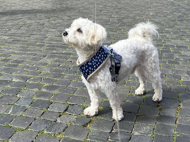Woman takes her dog on trip around Italy. 
