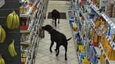 Thieving Labradors caught on CCTV stealing loaf of bread in hilarious shoplifting incident