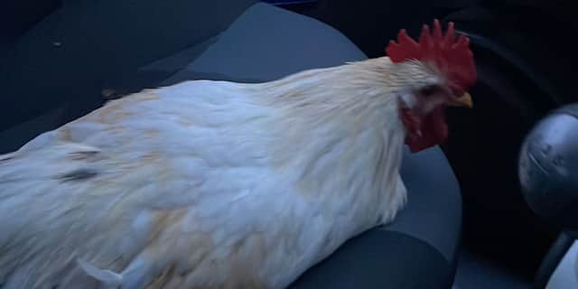 Woman rescues cockerel after it flew through her car window.