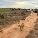A family of lions passed right by our jeeps (Photo: Amber Allott/NationalWorld)