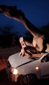 A camel landed through the windshield of a car in a road collision.