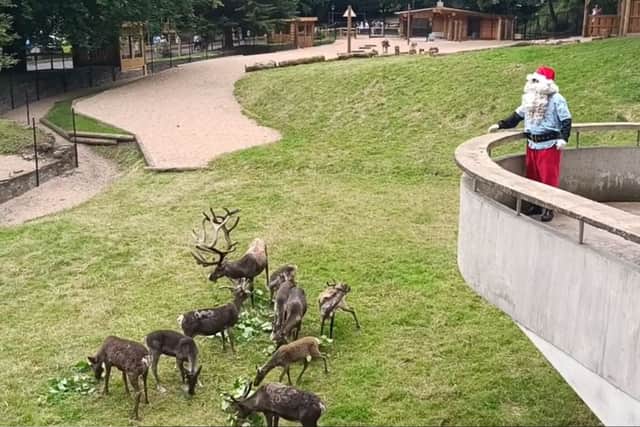 A herd of 12 reindeer have joined Dudley Zoo - and Santa, dressed in his summer attire, was there to launch the special enclosure.