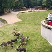 A herd of 12 reindeer have joined Dudley Zoo - and Santa, dressed in his summer attire, was there to launch the special enclosure.