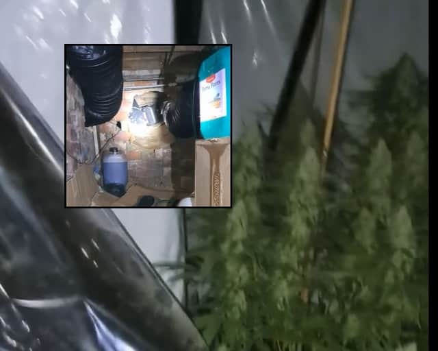 Cannabis farm found in underground tunnel