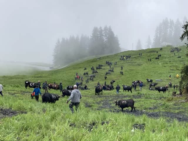Herens cows are moved up the mountain as part of the InAlpes festival. Credit: NW