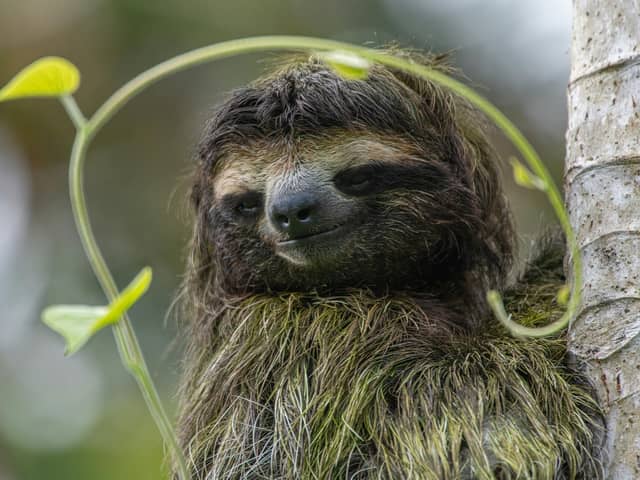 The virus is thought to have originated in pale throat sloths. (Photo: Pexels, Steve Paton)