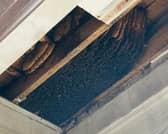 10,000 bees were found living above this East London pub for 10 years before being discovered. 