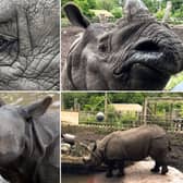 Meet the adorable one-horned Rhino - a gentle giant who loves to play