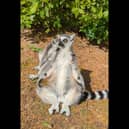 Adorable video shows lemurs ding yoga in the sun at Blackpool Zoo