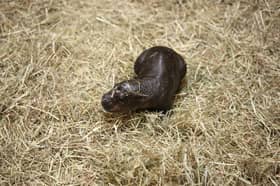 Haggis the pygmy hippo calf.