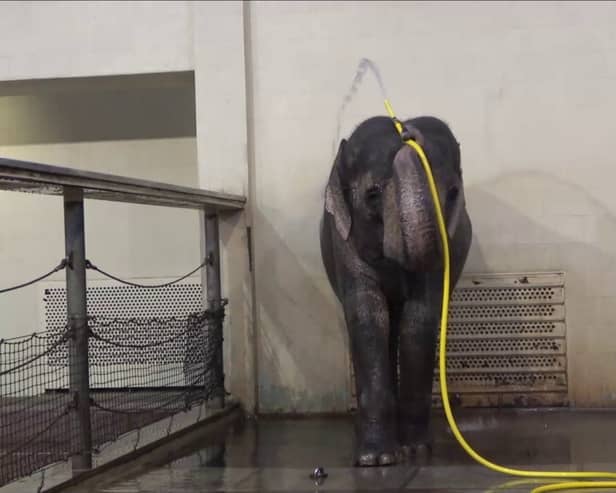 Mary the elephant takes a shower.