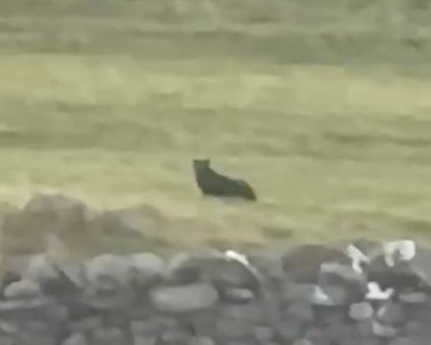 Footage shows a suspected big cat sitting in a field near the town of Askrigg, North Yorkshire.