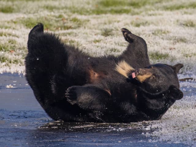 North American black bears playing on the ice at Woburn Safari Park in Bedfordshire.