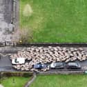 Moment more than 200 sheep run through town.