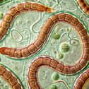 The tapeworm diet dates back to the Victorian era and can have dangerous consequences for your health.