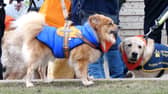 Around 80 dogs turned up to say goodbye to a terminally ill guide dog named Ian, who had a special final walkies on Blackpool Promenade