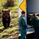Bush dogs return to Woburn Safari Park.