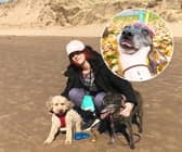 Sasha the Staffy celebrates 22nd birthday