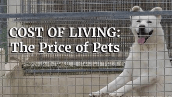 Photo of a dog in a kennel