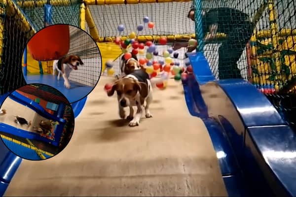 Inside Soft Paws play area with a huge ball pit and slide