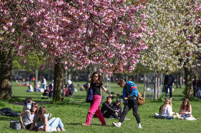 Members of the public view the Cherry Blossom at the Meadows on April 24, 2024 in Edinburgh, Scotland. 