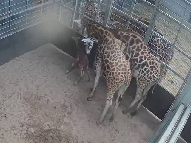 Baby giraffe.