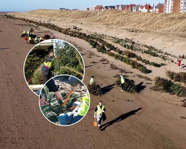 New documentary explains how old Christmas trees are helping to protect the coast 